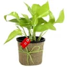 Plant