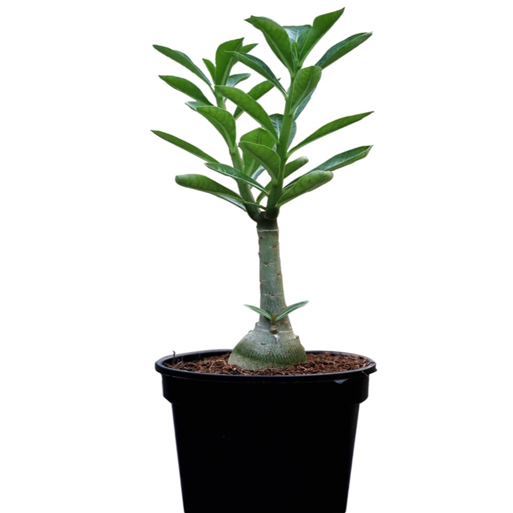 Adenium Bonsai Plant