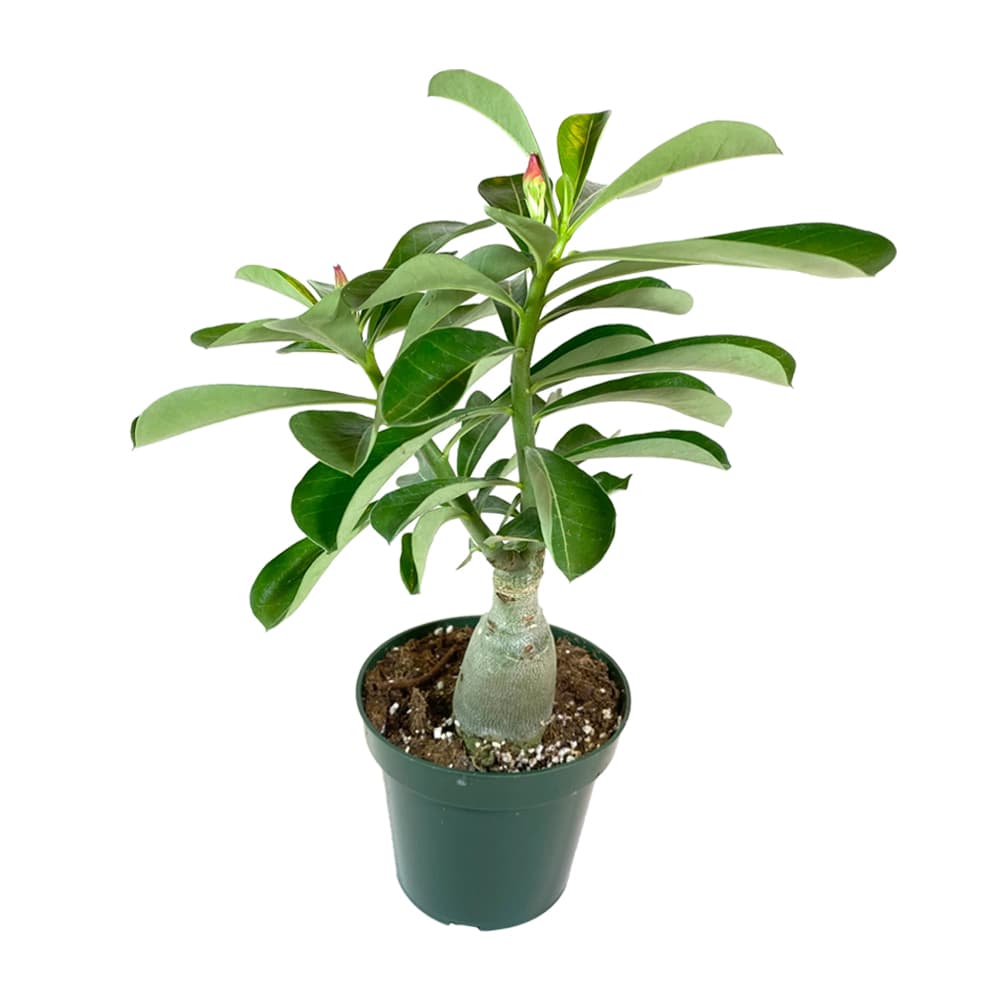 Adenium Bonsai Plant