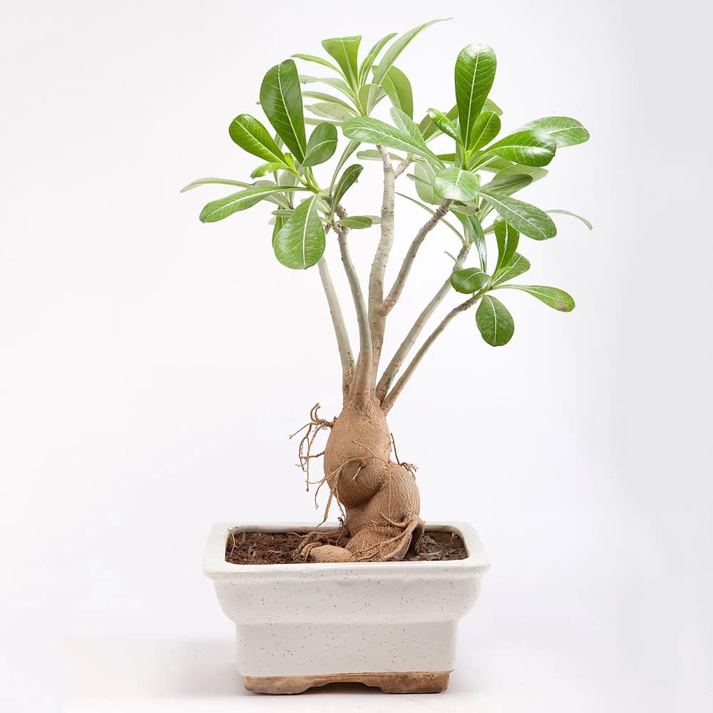 Adenium Bonsai Plant in Rectangular Ceramic Pot