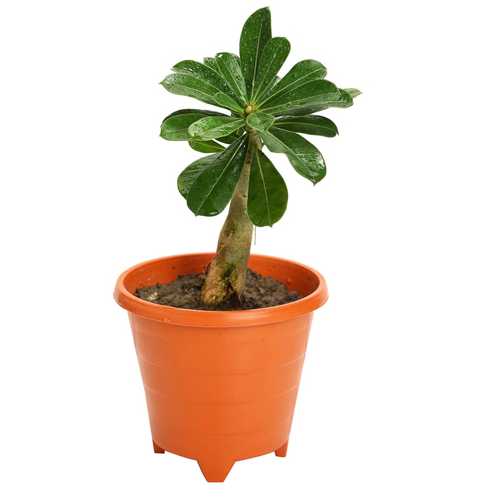 Adenium Plant In A Brown Pot