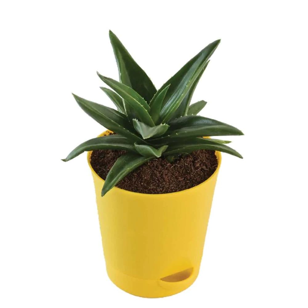 Aloe Vera Mini Natural Plant in Yellow Self Watering Plastic Pot