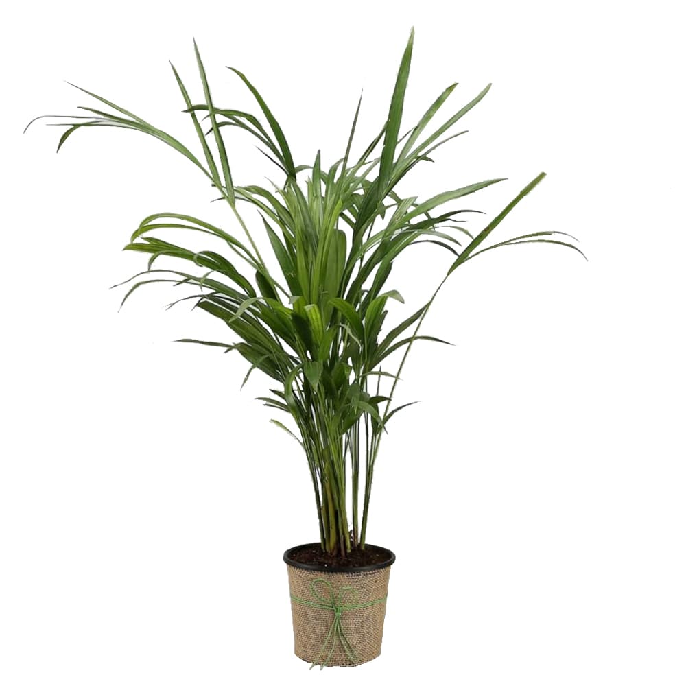 Areca Palm Plant In A Black Plastic Pot With Jute Wraping