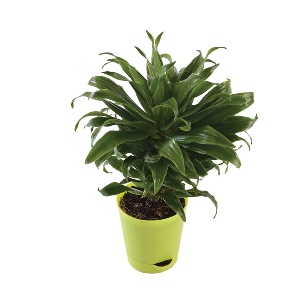 Dracaena Compacta Natural Plant in Green Self Watering Plastic Pot