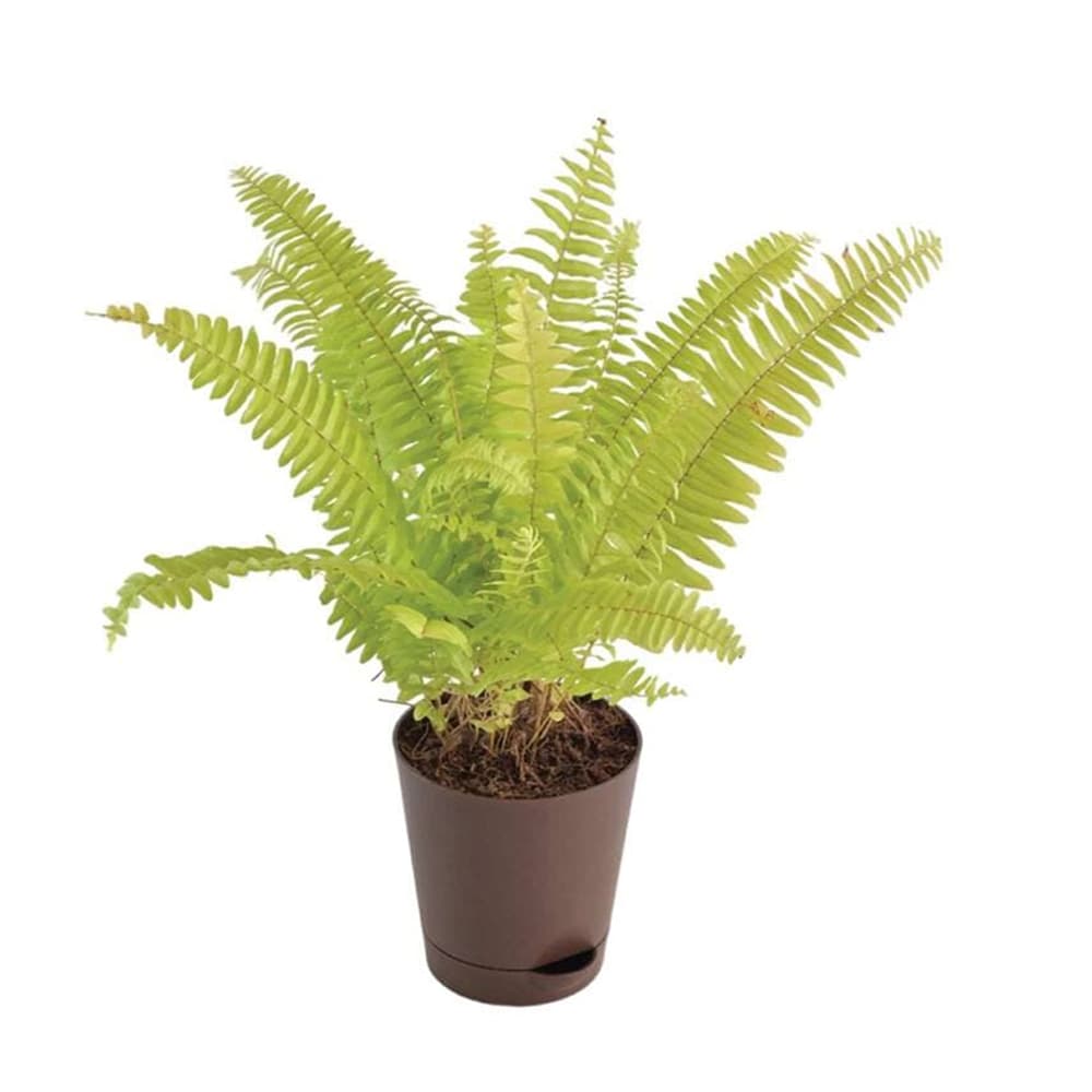 Golden Fern Natural Plant in Brown Self Watering Plastic Pot