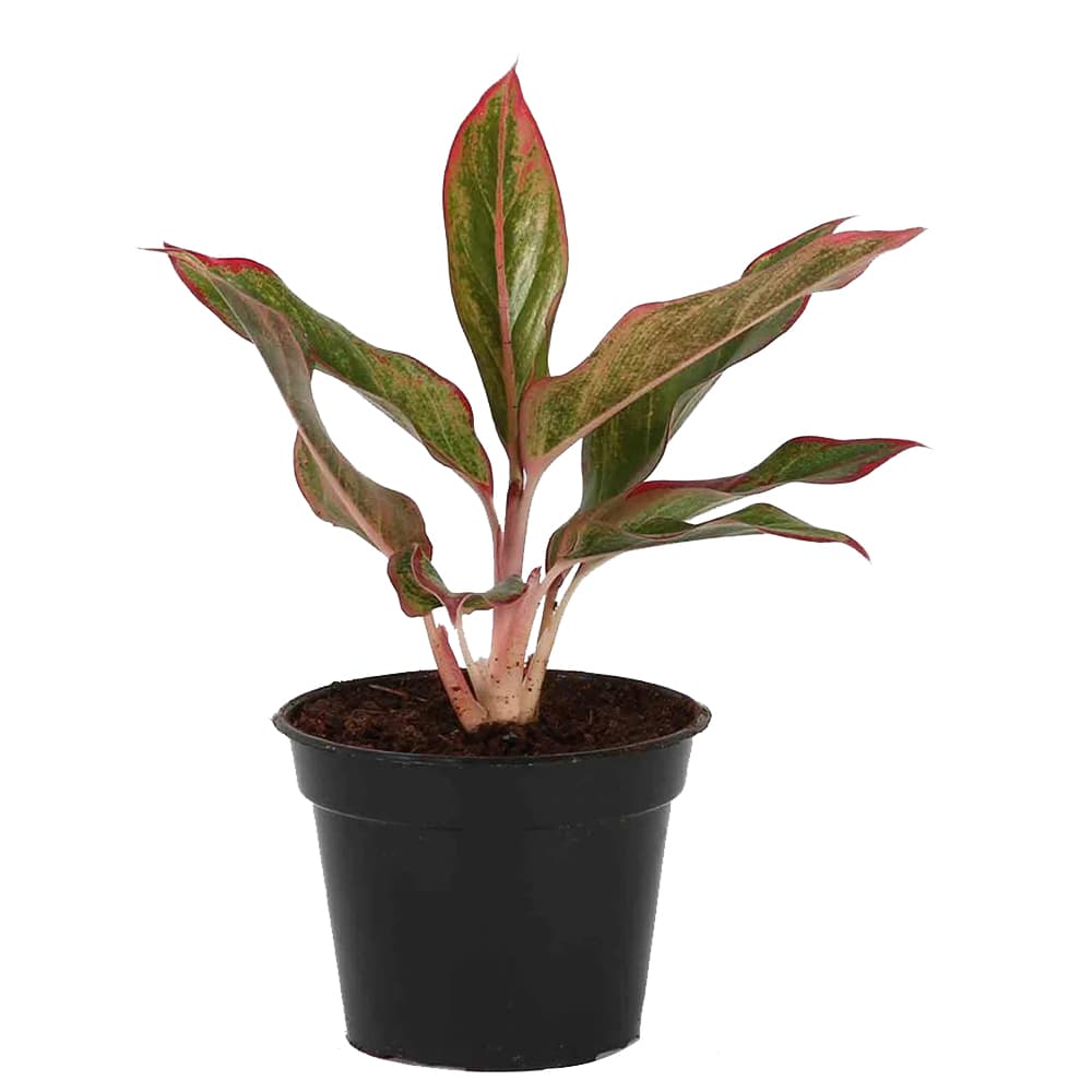 Lipstick Aglaonema Single Stem Natural Plant