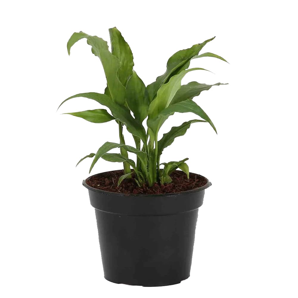 Peace Lily Natural Plant