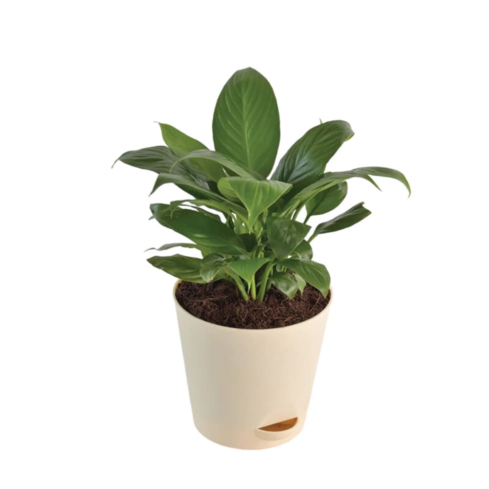 Peace Lily Natural Plant White Pot