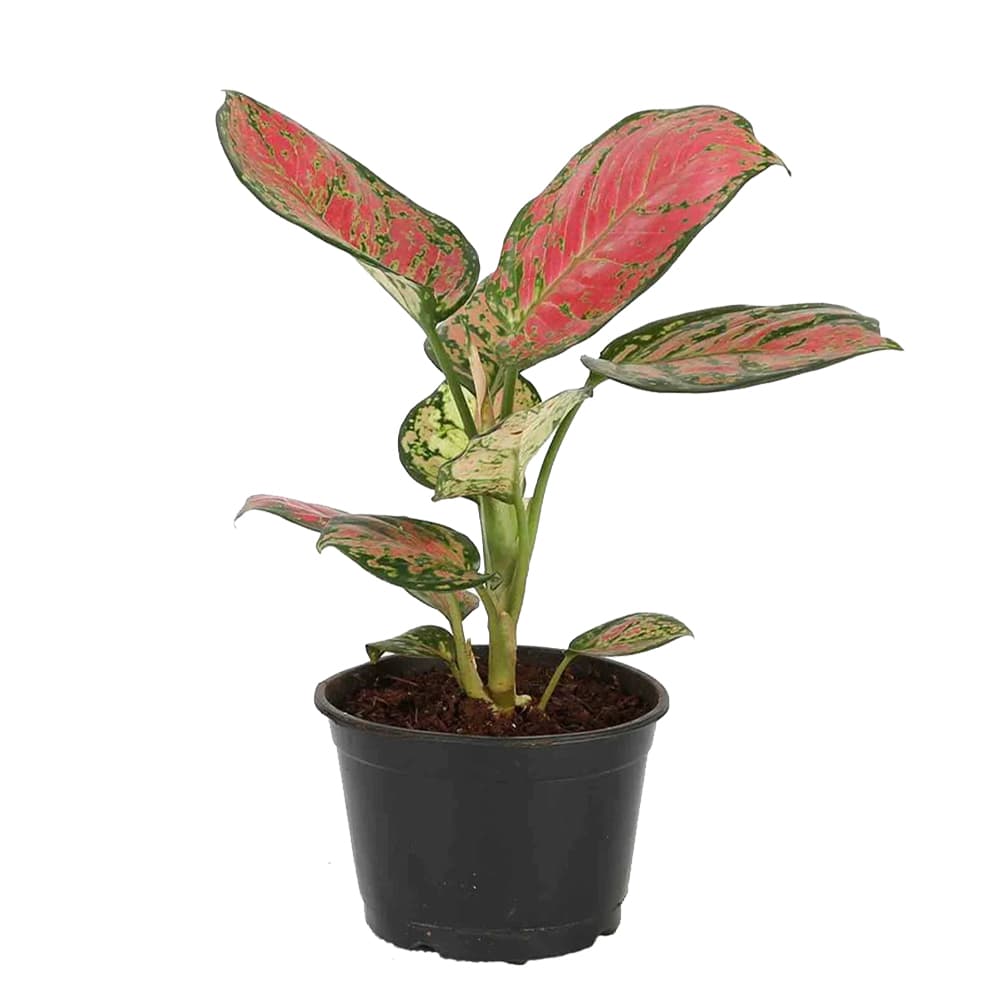 Pink Aglaonema Single Stem Natural Plant