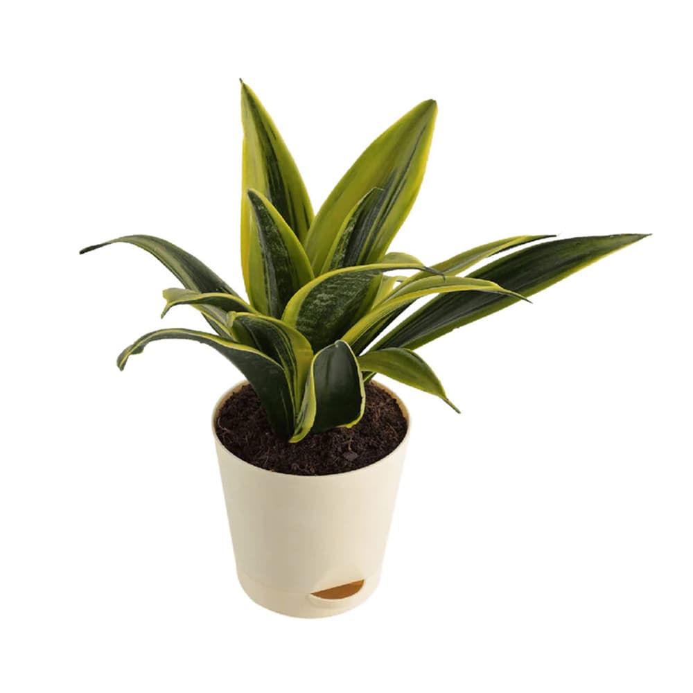 Sansevieria Gold Flame Snake Natural Plant in White Self Watering Plastic Pot