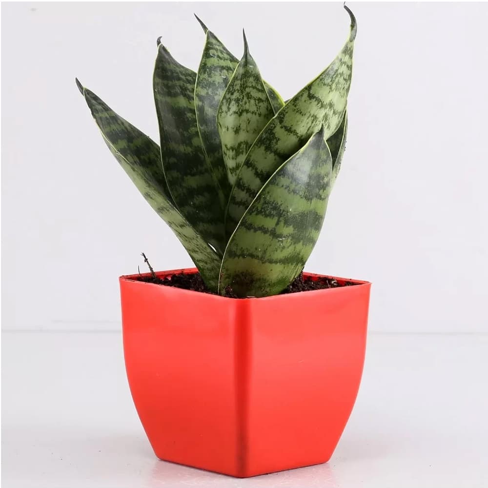 Sansevieria Plant Plant In Red Pot