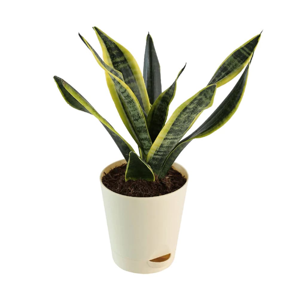Snake Natural Plant in White Plastic Pot
