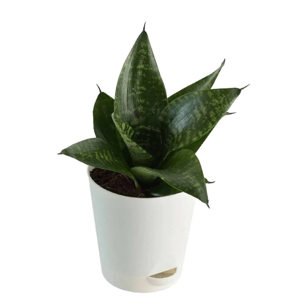 Snake Natural Plant in White Self Watering Plastic Pot