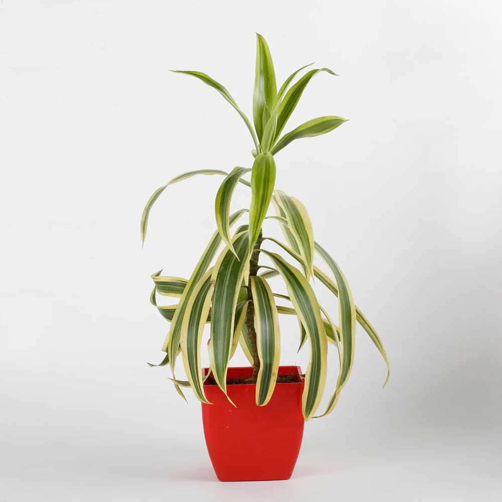 Song Of India Plant In A Red Plastic Pot