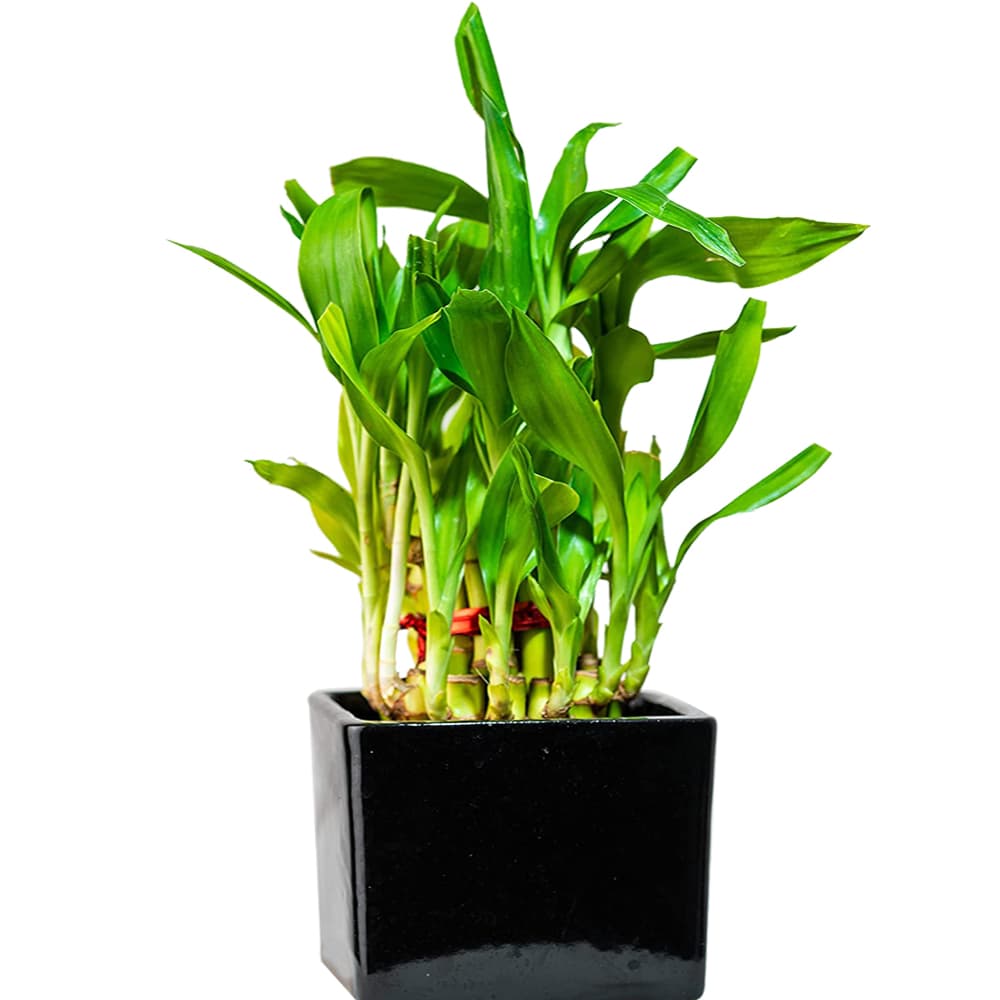 Two Layer Lucky Bamboo In Black Ceramic Pot
