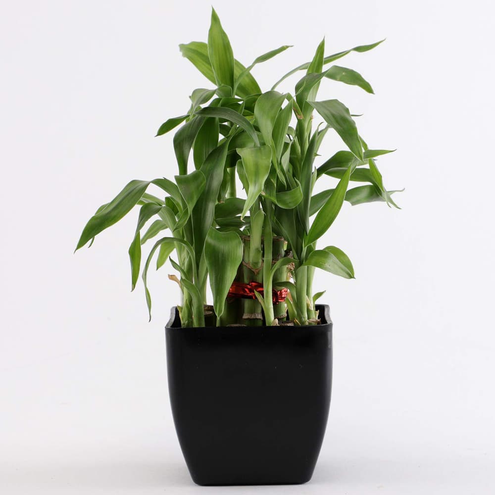 Two Layer Lucky Bamboo In Black Melamine Pot