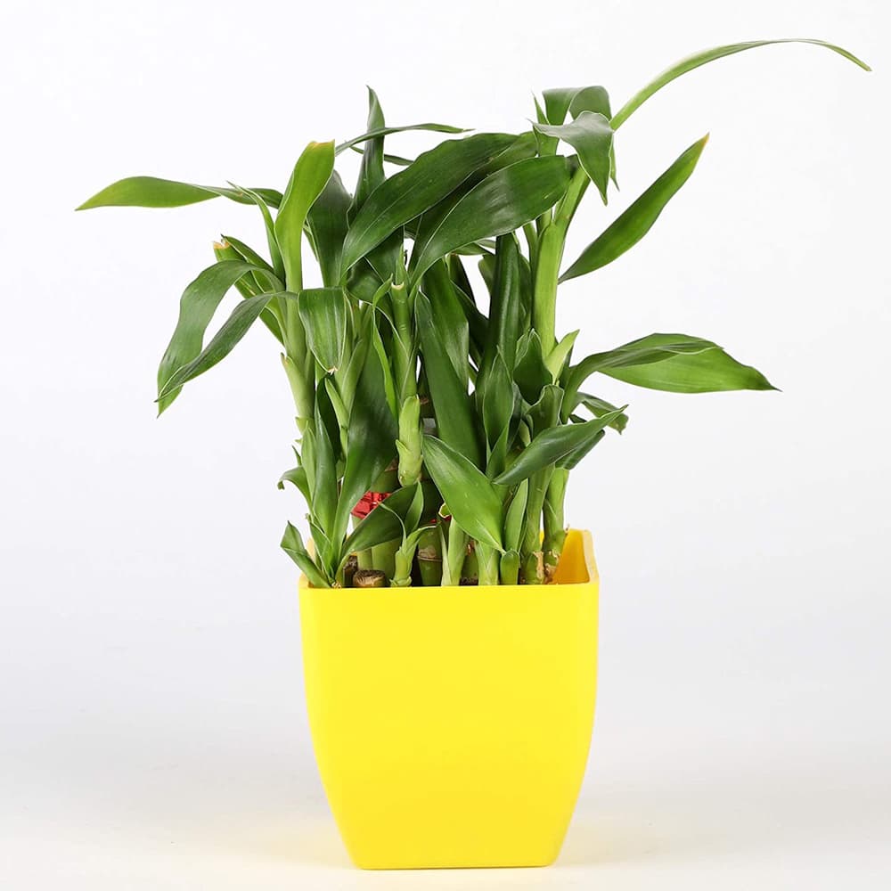Two Layer Lucky Bamboo In Yellow Melamine Pot