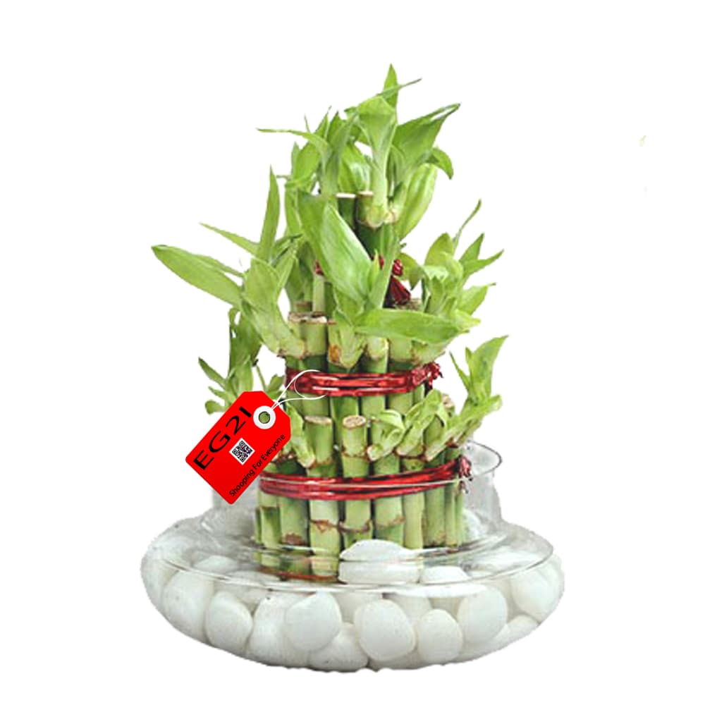 ThreeLayer lucky Bamboo in Potpuri