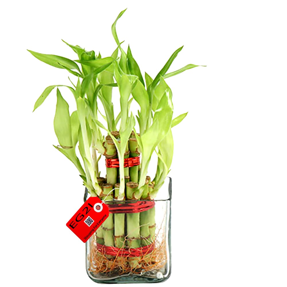 Two Layer Bamboo Plant with Glass Vase