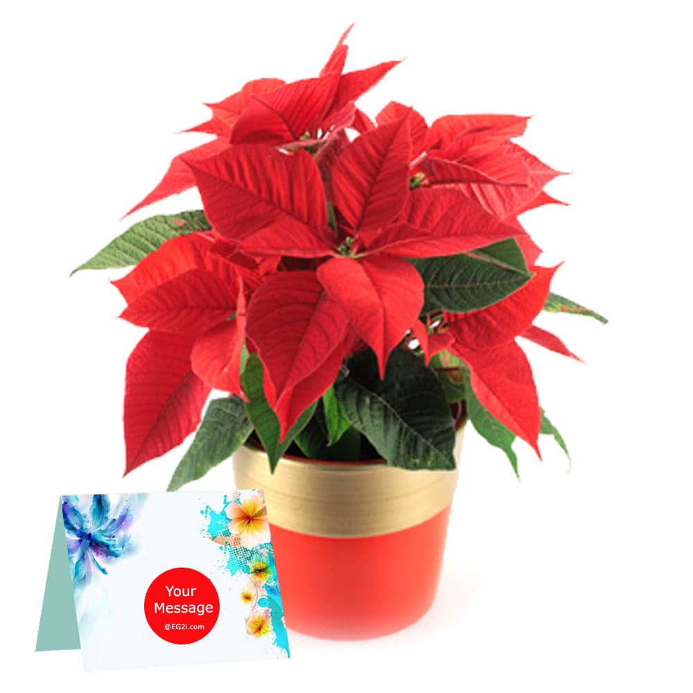 Poinsettia Plant